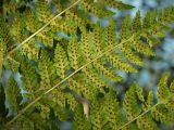 Dryopteris expansa. Часть вайи с абаксиальной стороны с сорусами. Магаданская обл., окр. г. Магадан, побережье бухты Нагаева, Морпортовская сопка, каменноберезняк. 28.08.2013.