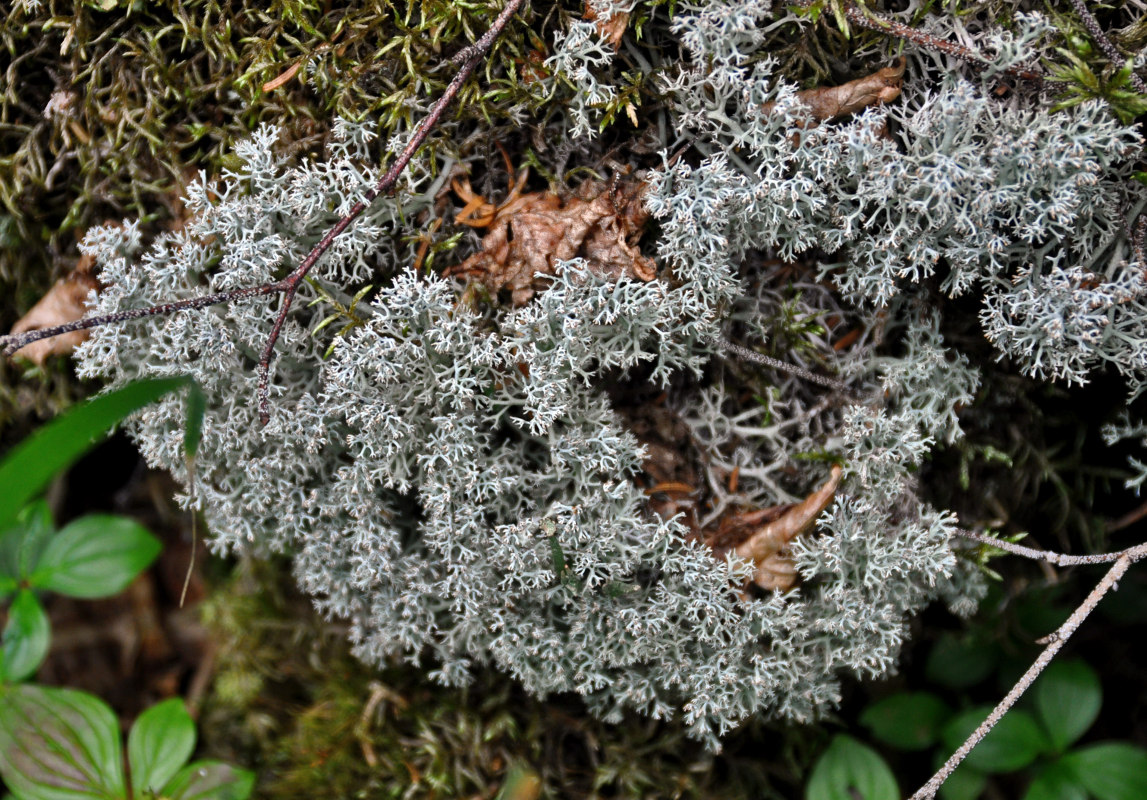 Изображение особи род Cladonia.