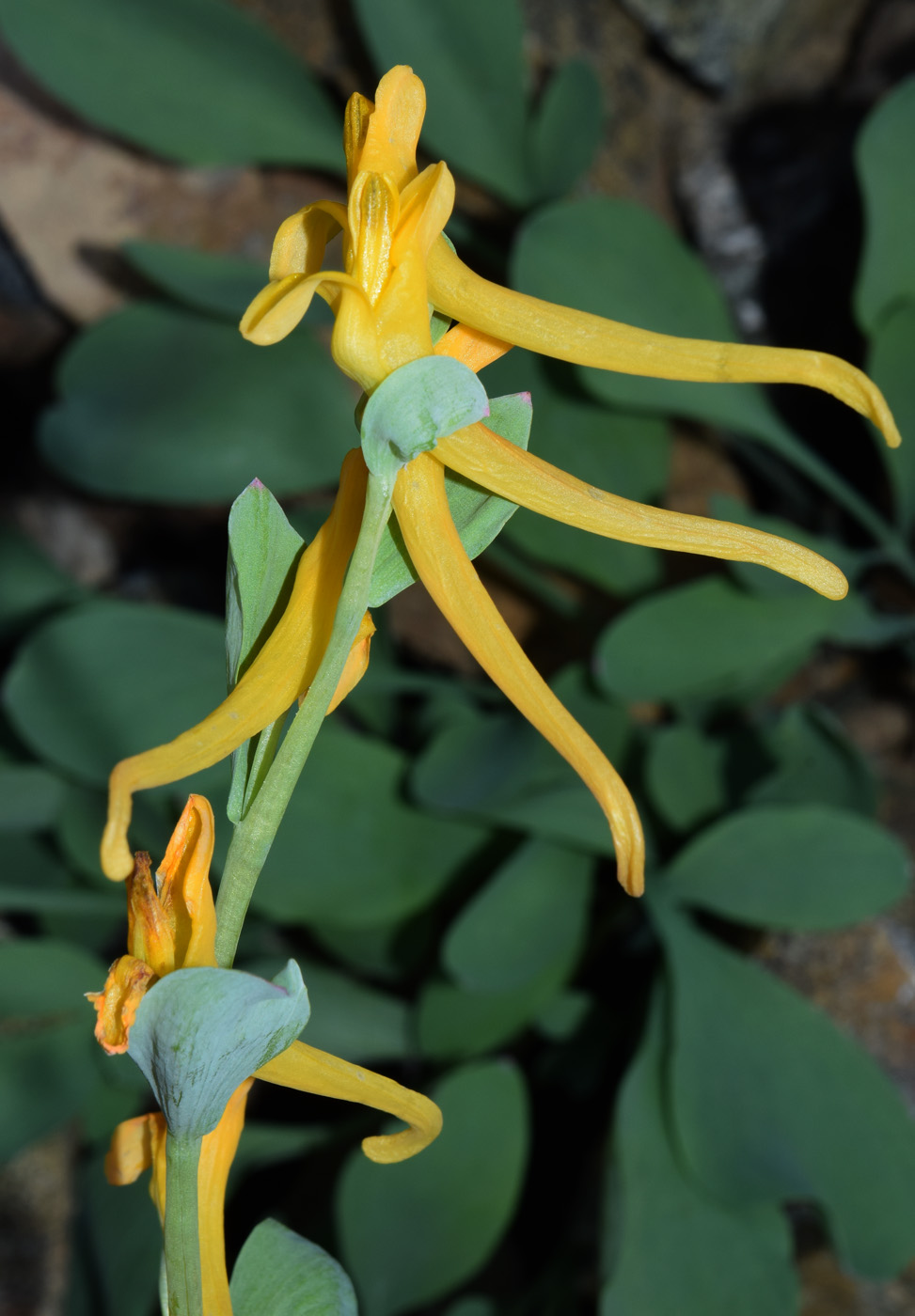 Изображение особи Corydalis sewerzowii.