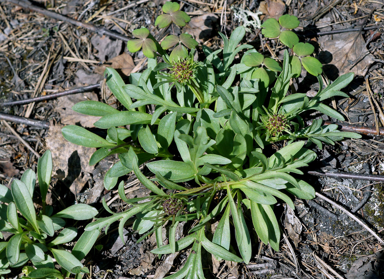 Изображение особи Patrinia sibirica.