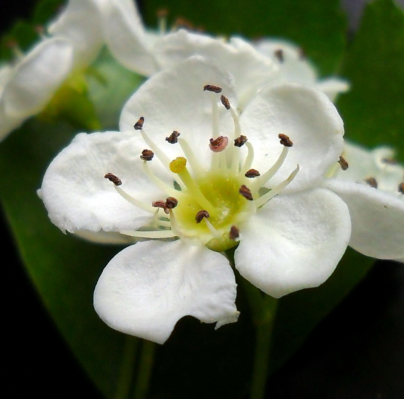 Изображение особи Crataegus leiomonogyna.