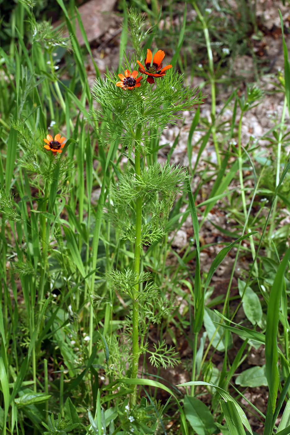 Изображение особи Adonis parviflora.