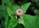 Cirsium oleraceum. Верхушка побега с распустившимся и нераспустившимся соцветиями. Тверская обл., Конаковский р-н, побережье Иваньковского водохранилища, заросли кустарников у воды. 25.08.2019.