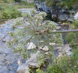 Angelica pachyptera