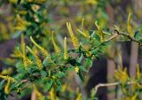 Salix triandra