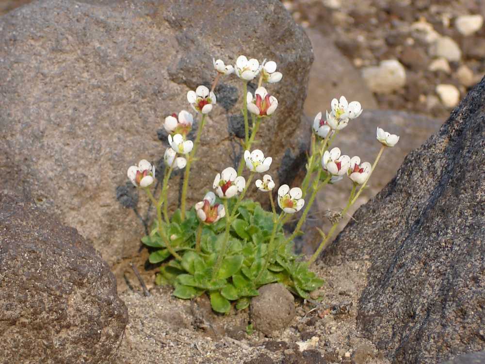 Изображение особи Micranthes merkii.