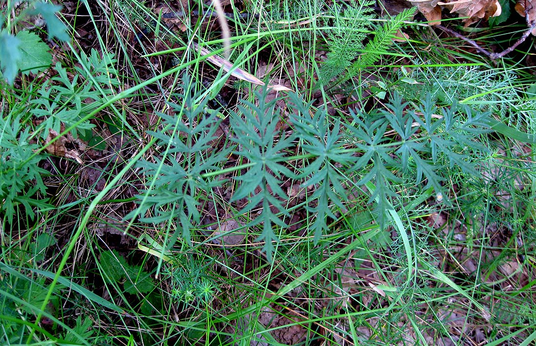 Изображение особи Pimpinella saxifraga.