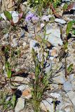 род Achillea. Цветущее растение на осыпи (слева - Dianthus superbus). Республика Алтай, Онгудайский р-н, г. Сарлык, восточный макросклон на высоте около 2000 м н.у.м. 07.08.2010.