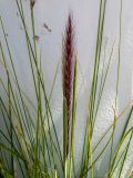 Pennisetum setaceum