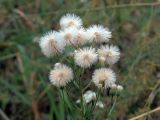 Erigeron acris. Верхушка плодоносящего растения. Ульяновск, Заволжский р-н, опушка широколиственного леса. 19.07.2021.