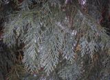 Chamaecyparis lawsoniana. Верхушка веточки. Москва, ВДНХ, в культуре. 05.01.2022.