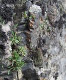 Draba elisabethae