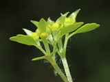 Chrysosplenium pseudofauriei. Соплодие. Приморский край, Хасанский р-н, окр. с. Кравцовка, бассейн р. Грязная, в широколиственном лесу по берегу ручья. 16.05.2022.