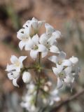 Galium octonarium. Часть соцветия. Западный Крым, мыс Лукулл, степь. 01.06.2022.