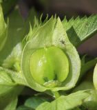 Rhinanthus aestivalis