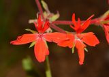 род Pelargonium