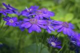 Pericallis hybrida. Соцветия-корзинки. Пермский край, г. Пермь, Кировский р-н, клумба у жилого дома. 02.07.2022.