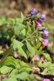 Pulmonaria obscura