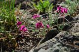 Oxytropis floribunda. Цветущее растение. Челябинская обл., Кизильский р-н, окр. пос. Ершовский, долина р. Урал, вершина прибрежного скальника, степь. 7 мая 2023 г.