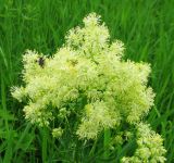 Thalictrum lucidum