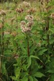 Eupatorium cannabinum. Верхушки плодоносящих побегов. Псковская обл., Гдовский р-н, окр. дер. Спицино; берег Чудского оз., опушка прибрежного ивняка со стороны берега, закустаренный злаково-разнотравный луг на песке. 28.09.2023.