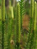 Lycopodium annotinum. Стробил. Нидерланды, провинция Drenthe, национальный парк Dwingelderveld, в посадках сосны. 18 июля 2010 г.