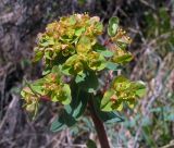 Euphorbia alpina. Верх стебля с соцветиями. Алтай, Шебалинский р-н, окр. с. Камлак. 20.05.2010.