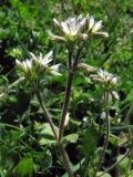 Cerastium glomeratum