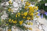 Genista humifusa