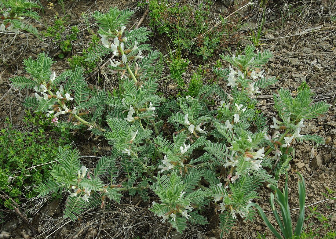 Изображение особи Astragalus nucifer.