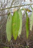 Salix &times; schumanniana