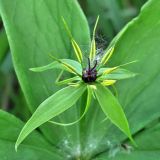 Paris quadrifolia. Цветок. Смоленск, сухой луг на склоне холма. 21.05.2011.