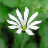 Stellaria nemorum