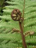 Dicksonia squarrosa