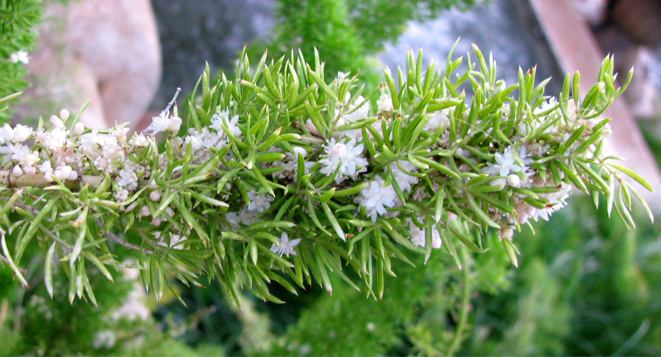 Изображение особи Asparagus densiflorus.