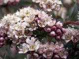 Spiraea tianschanica