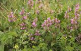 Lamium purpureum