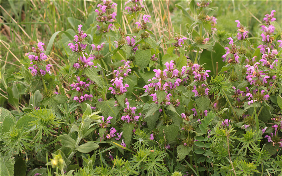 Image of Lamium purpureum specimen.