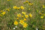 Senecio jacobaea