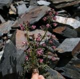 Scrophularia ruprechtii. Цветущее растение. Адыгея, Кавказский заповедник, хр. Безводный, сев. склон, выс. 2406 м н.у.м. 24.06.2013.