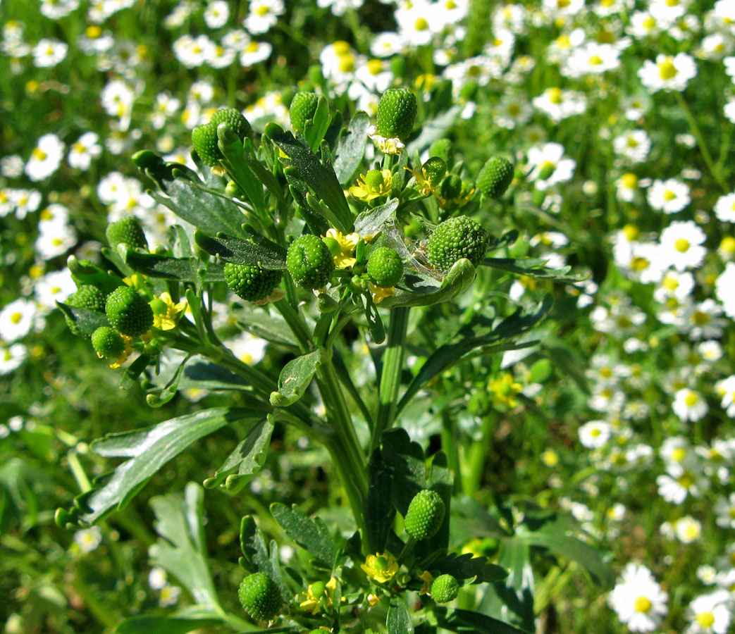 Изображение особи Ranunculus sceleratus.