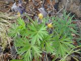 Pulsatilla multifida