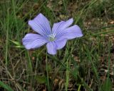 Linum nervosum