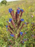 Anchusa officinalis