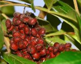 Rhus copallinum