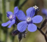 род Anchusa