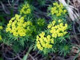 Euphorbia cyparissias. Верхушки побегов с соцветиями. Ленинградская обл., Волховский р-н, берег р. Волхов на въезде в Новую Ладогу. 19.05.2014.