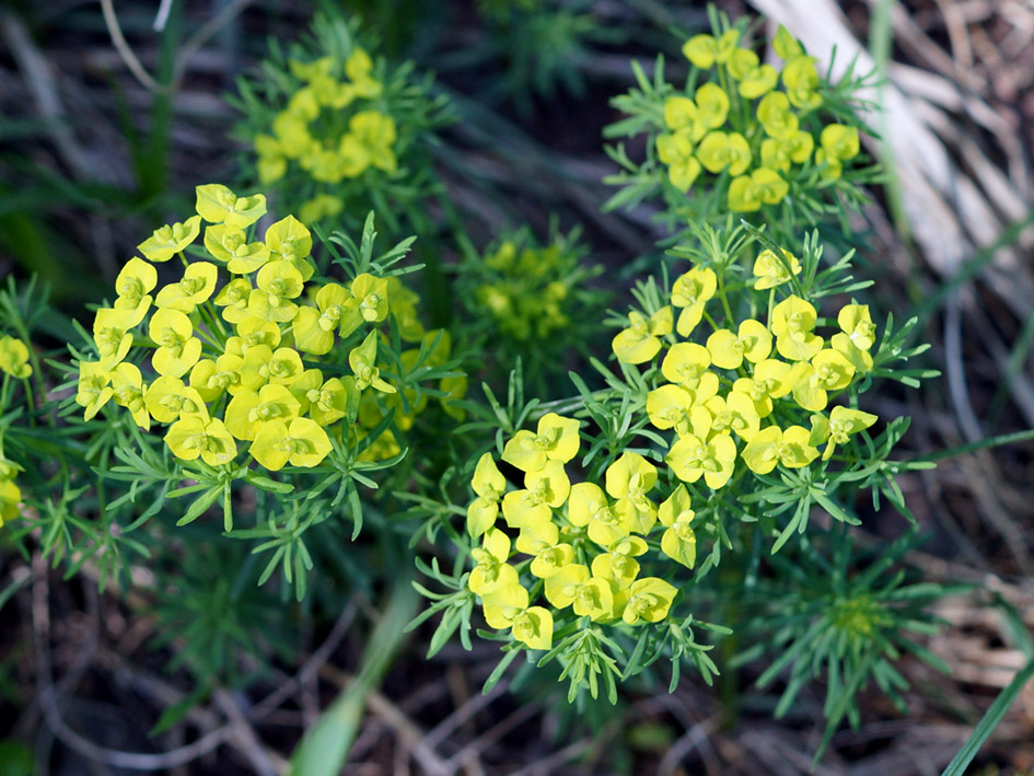 Изображение особи Euphorbia cyparissias.