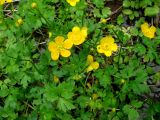 Ranunculus repens. Цветки и листья. Ленинградская обл., г. Волхов, правый берег, южная окр. за Торфопоселком. 14.06.2010.