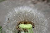 Taraxacum bachczisaraicum. Семянки. Крым, г. Бахчисарай близ Чуфут-Кале возле дороги. 18.04.2016.